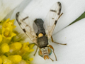 Urophora stylata